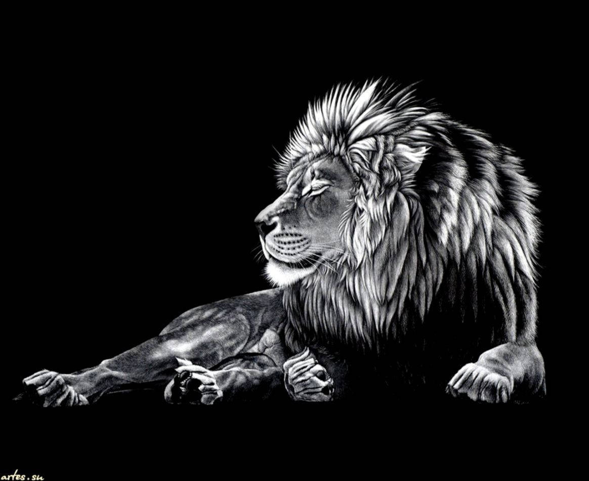 Powerful And Majestic Lion Wallpaper