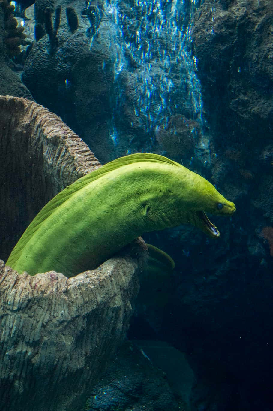 Predatorial Gaze Of The Deep Sea Moray Eel Wallpaper