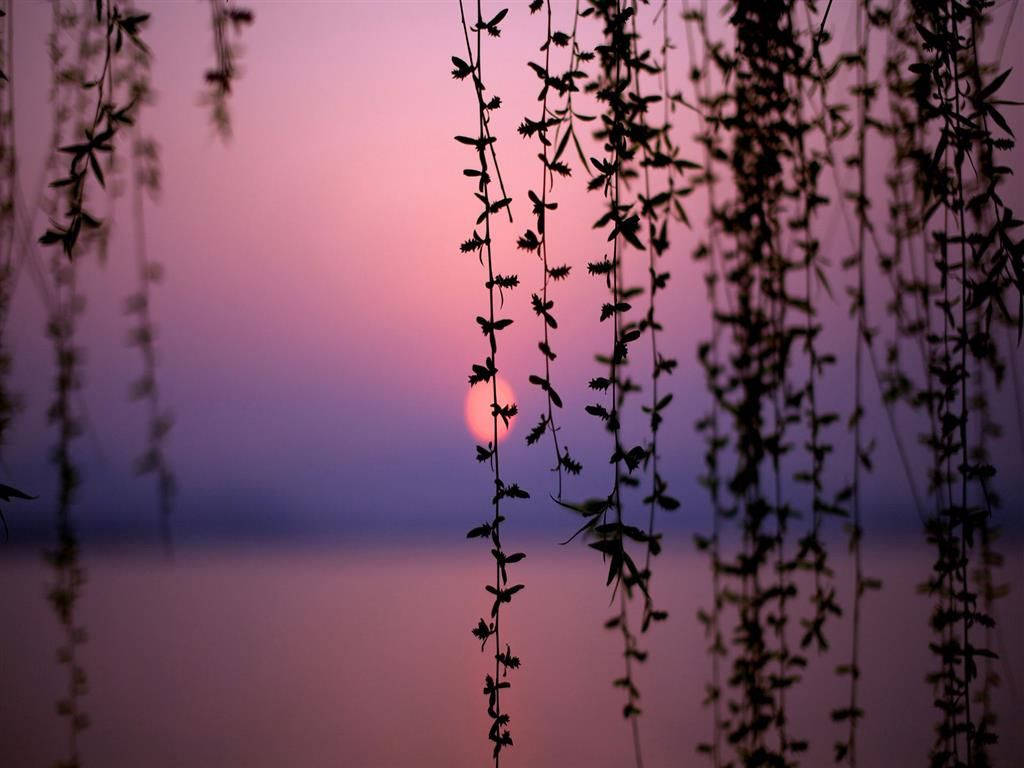 Pretty Background Pink Sunset Leaves Wallpaper