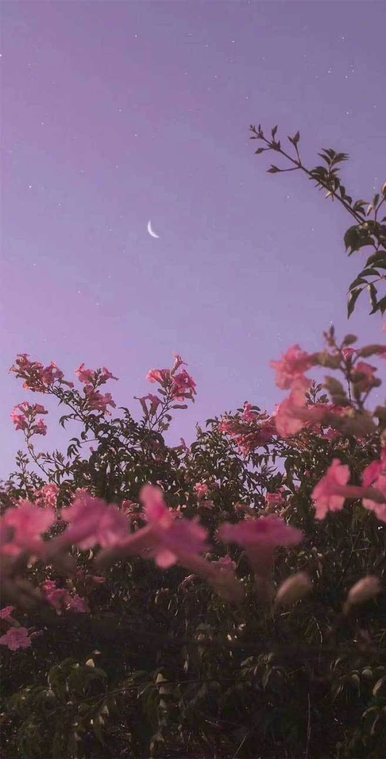 Pretty Background Purple Sky Flowers Wallpaper