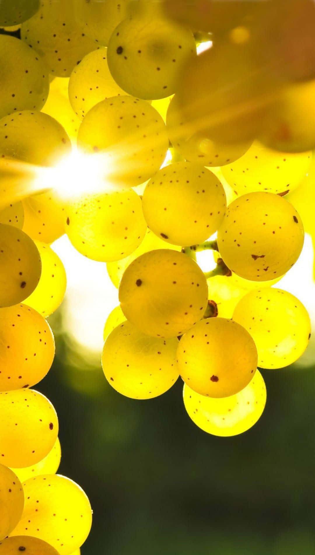 Pretty Cute Phone Green Grapes Wallpaper