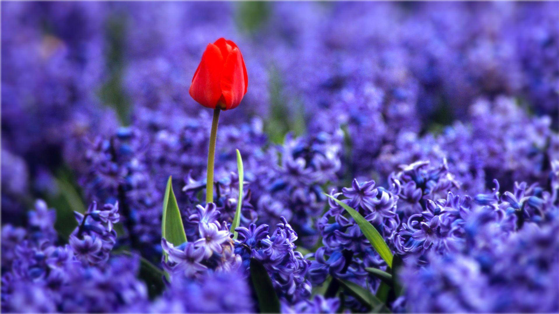 Pretty Desktop Red Tulip Wallpaper