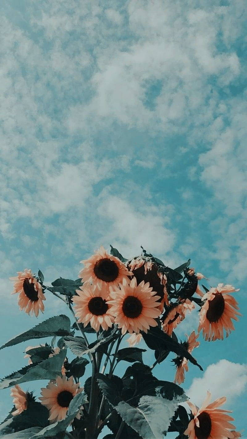 Pretty Vintage Flower Aesthetic Sunflowers Wallpaper