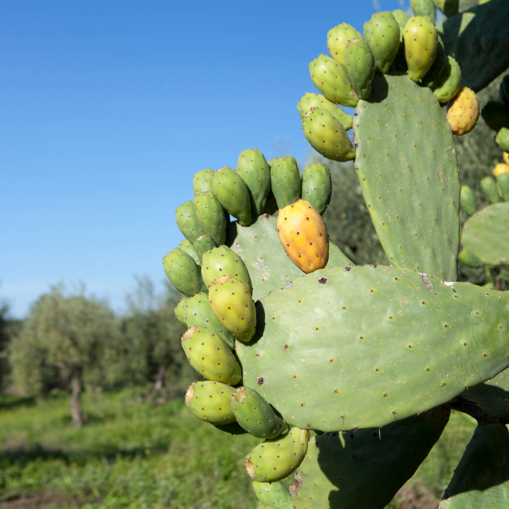 Prickly Pear Sunshine Wallpaper