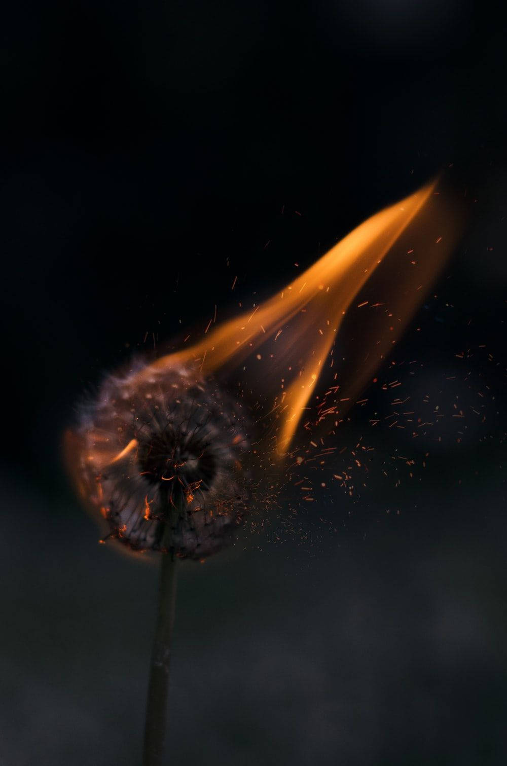 Profile Picture Dandelion On Fire Wallpaper