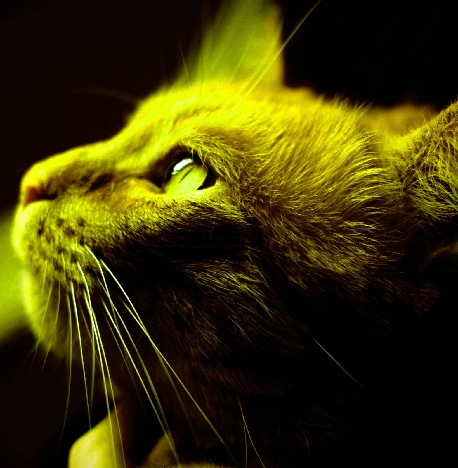 Profile Picture Yellow Cat Portrait Wallpaper