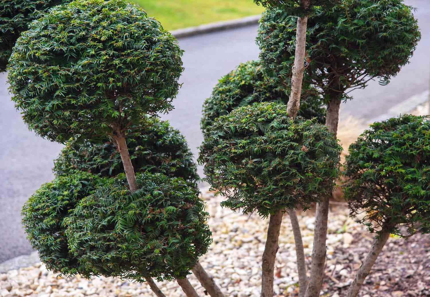 Pruned English Yew Bush Near Roadside Wallpaper