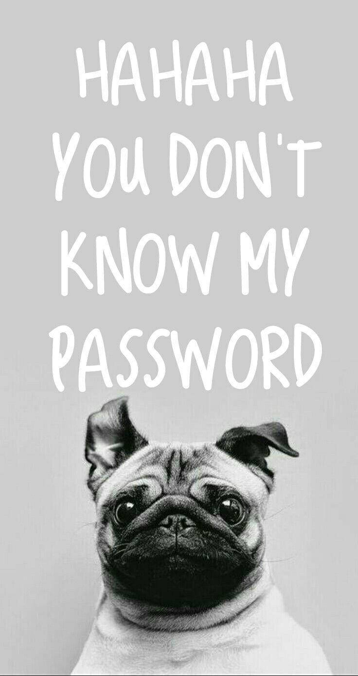 Pug Meme On You Don't Know My Password Wallpaper