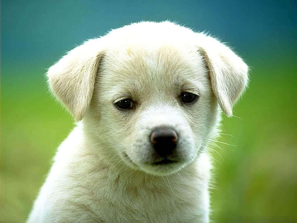 Pungsan Puppy Dog Breeds Wallpaper