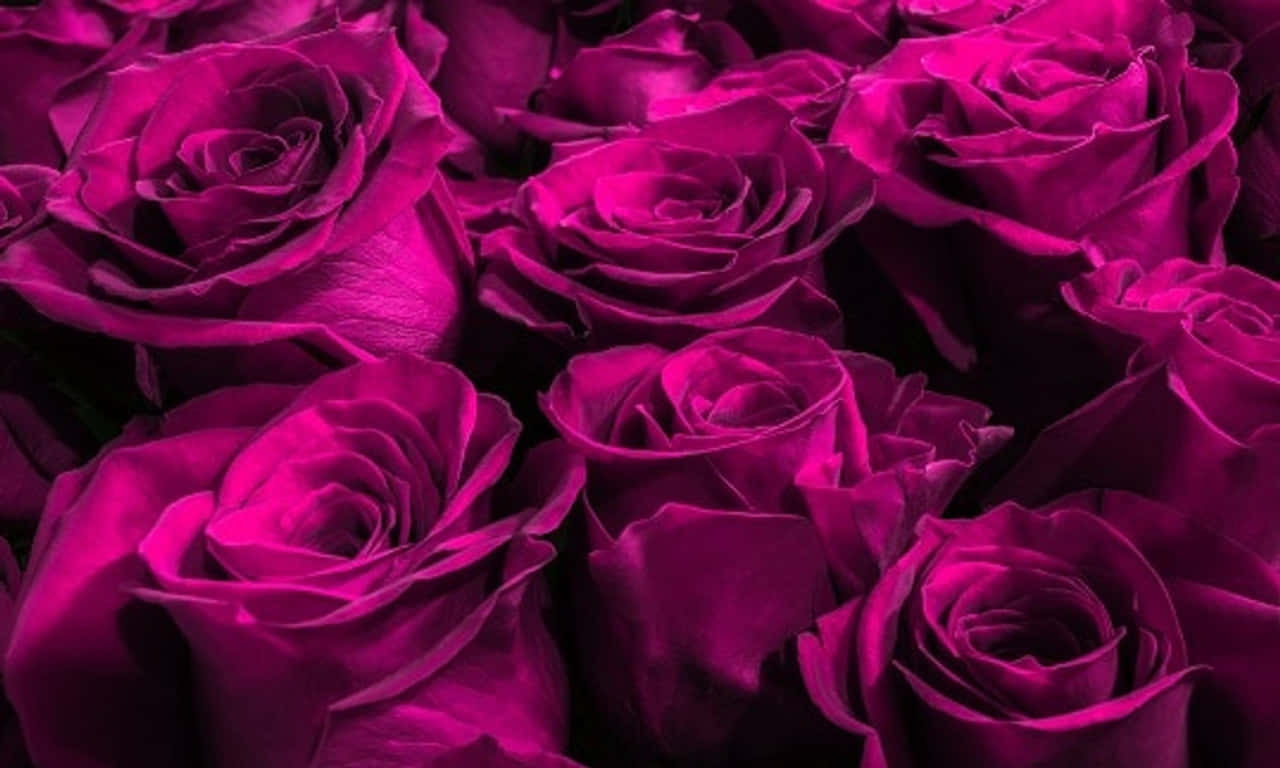 Purple 1280x768 Rose Wallpaper