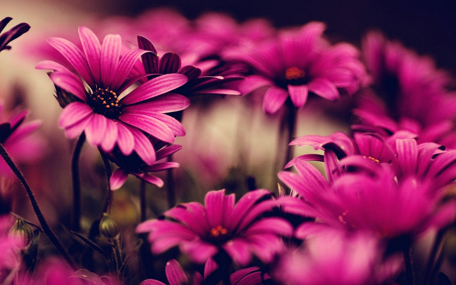 Purple Flowers On Floral Desktop Wallpaper