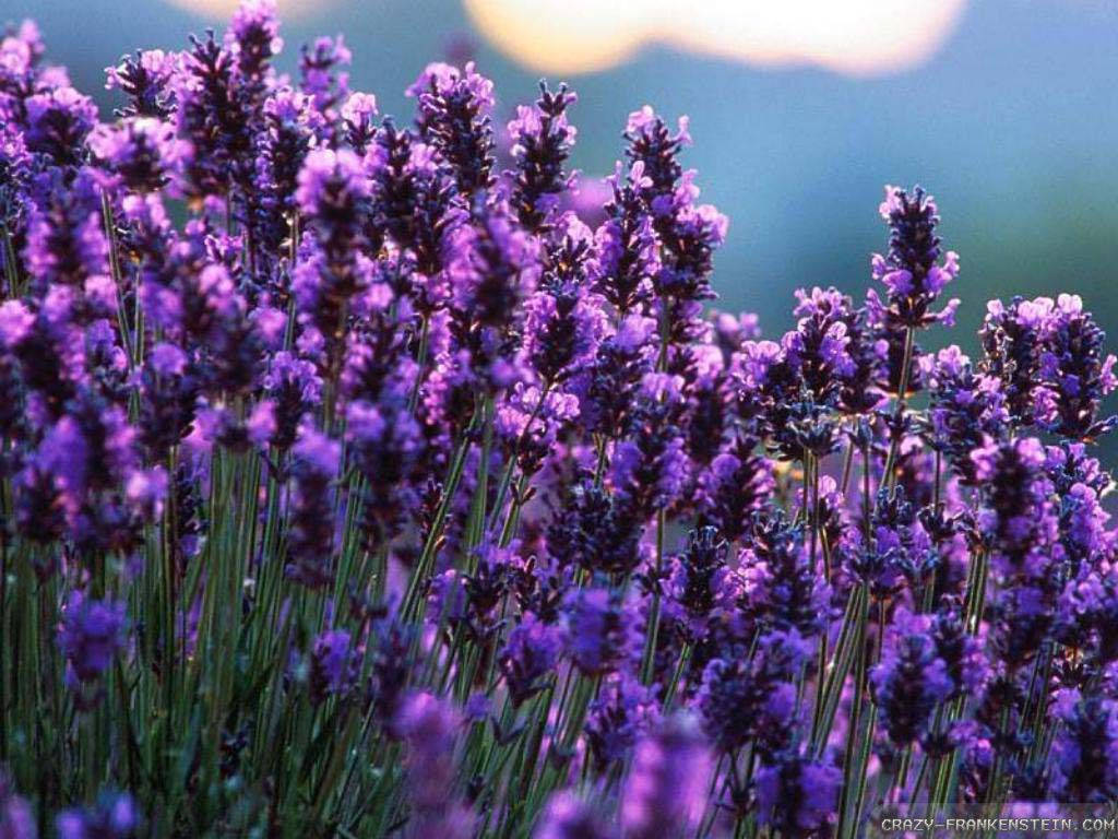 Purple Lavender In A Field Wallpaper