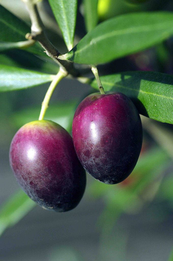 Purple Olive Fruit In Full Bloom Wallpaper