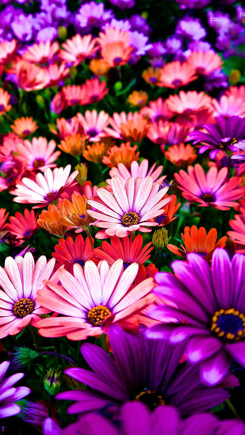 Purple Orange Flowers Nature Garden Wallpaper