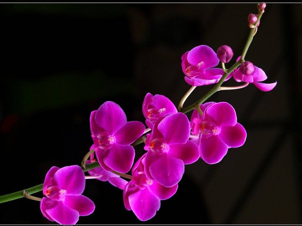 Purple Orchids Beautiful Flower Wallpaper