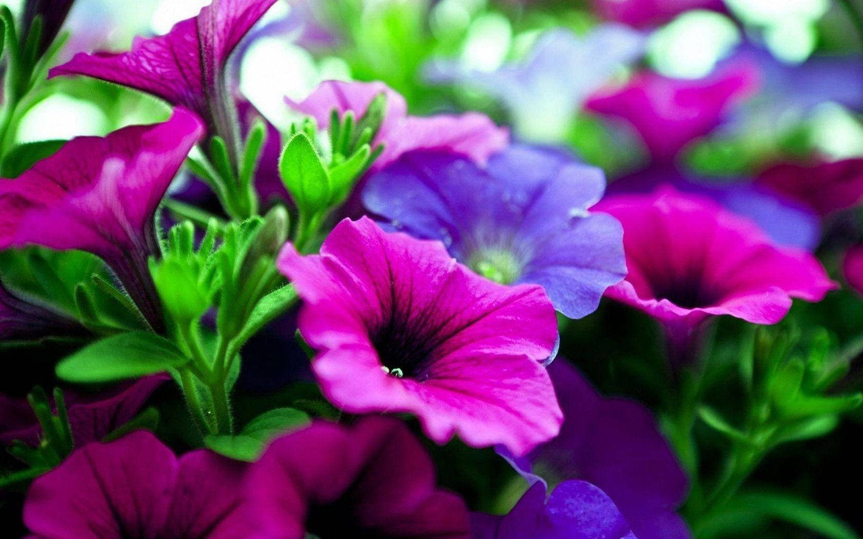 Purple Surfinia Flower Laptop Wallpaper