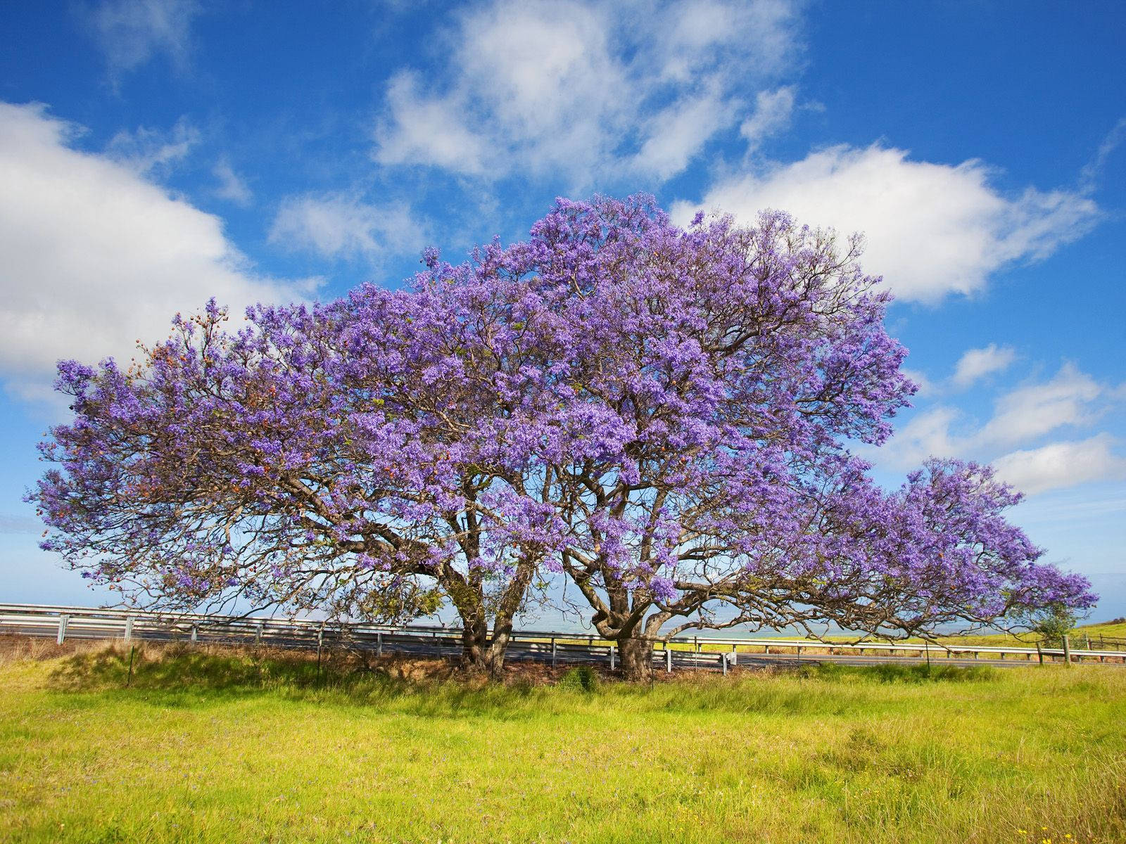 Purple Tree In The Road Wallpaper