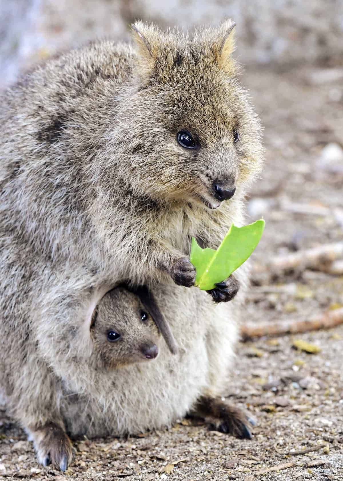 Quokka Motherand Joey With Leaf Wallpaper