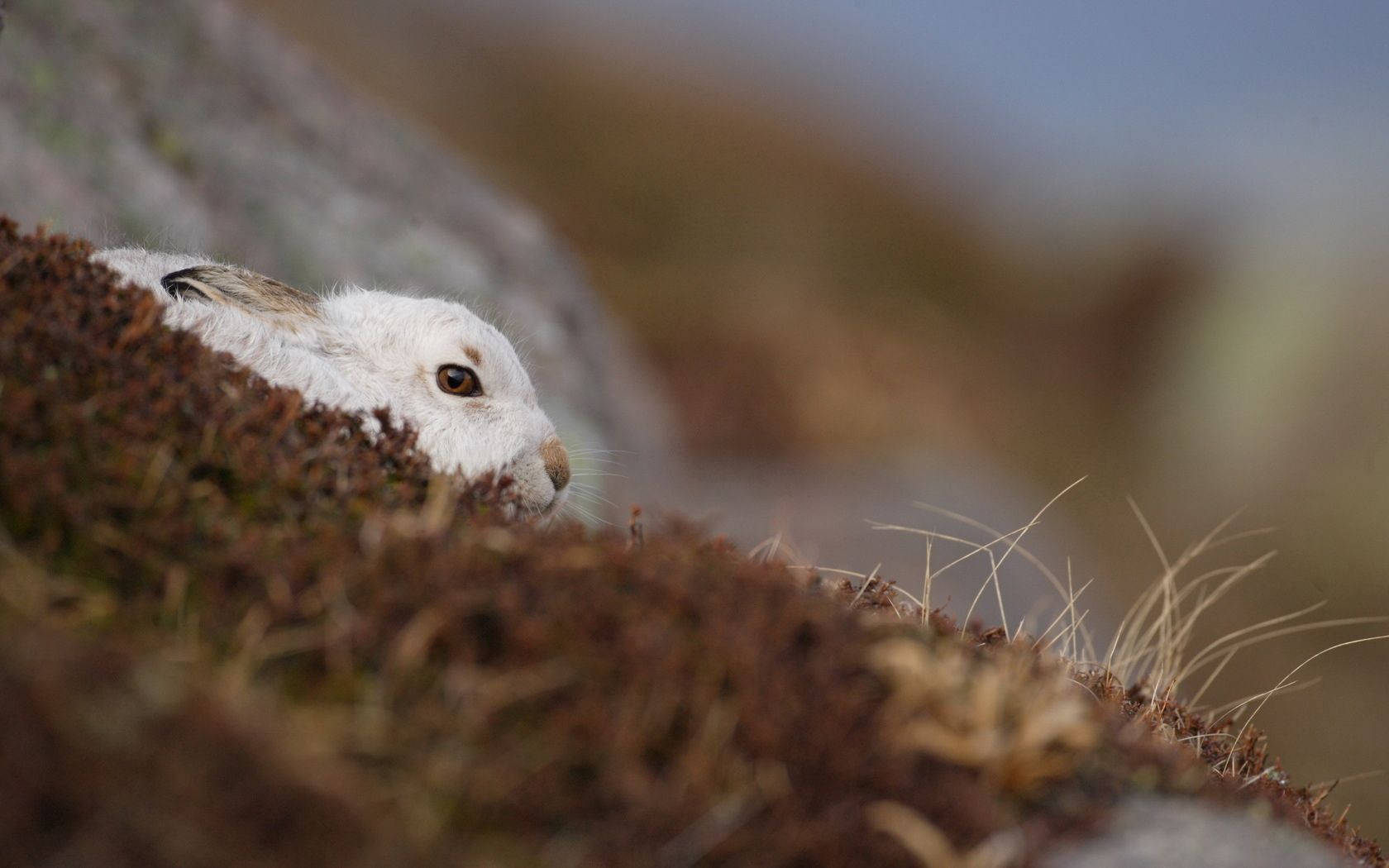 Rabbit In A Hole Wallpaper