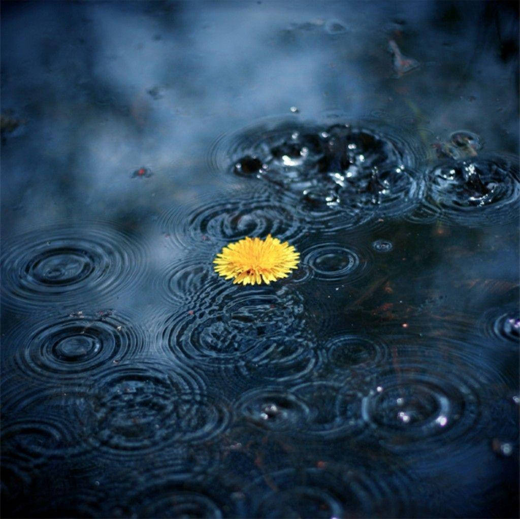 Rain Droplets Rippling Wallpaper