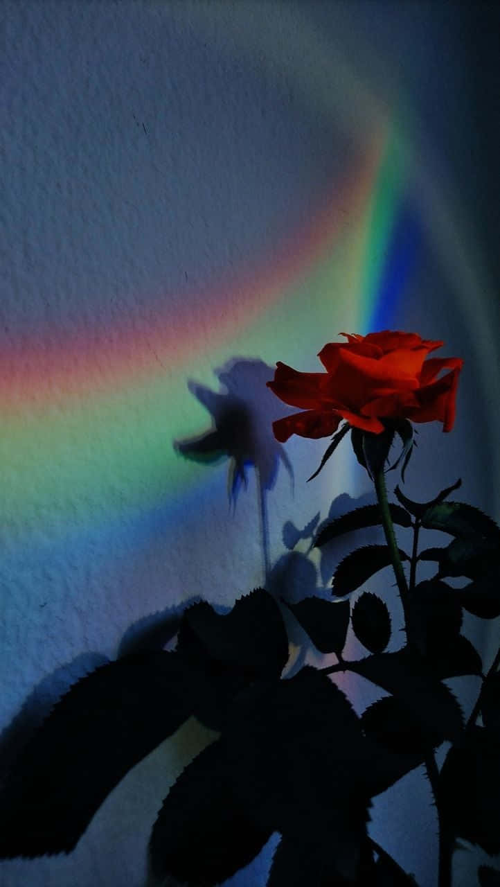 Rainbow Flower Iphone Rose Light Effect Wallpaper