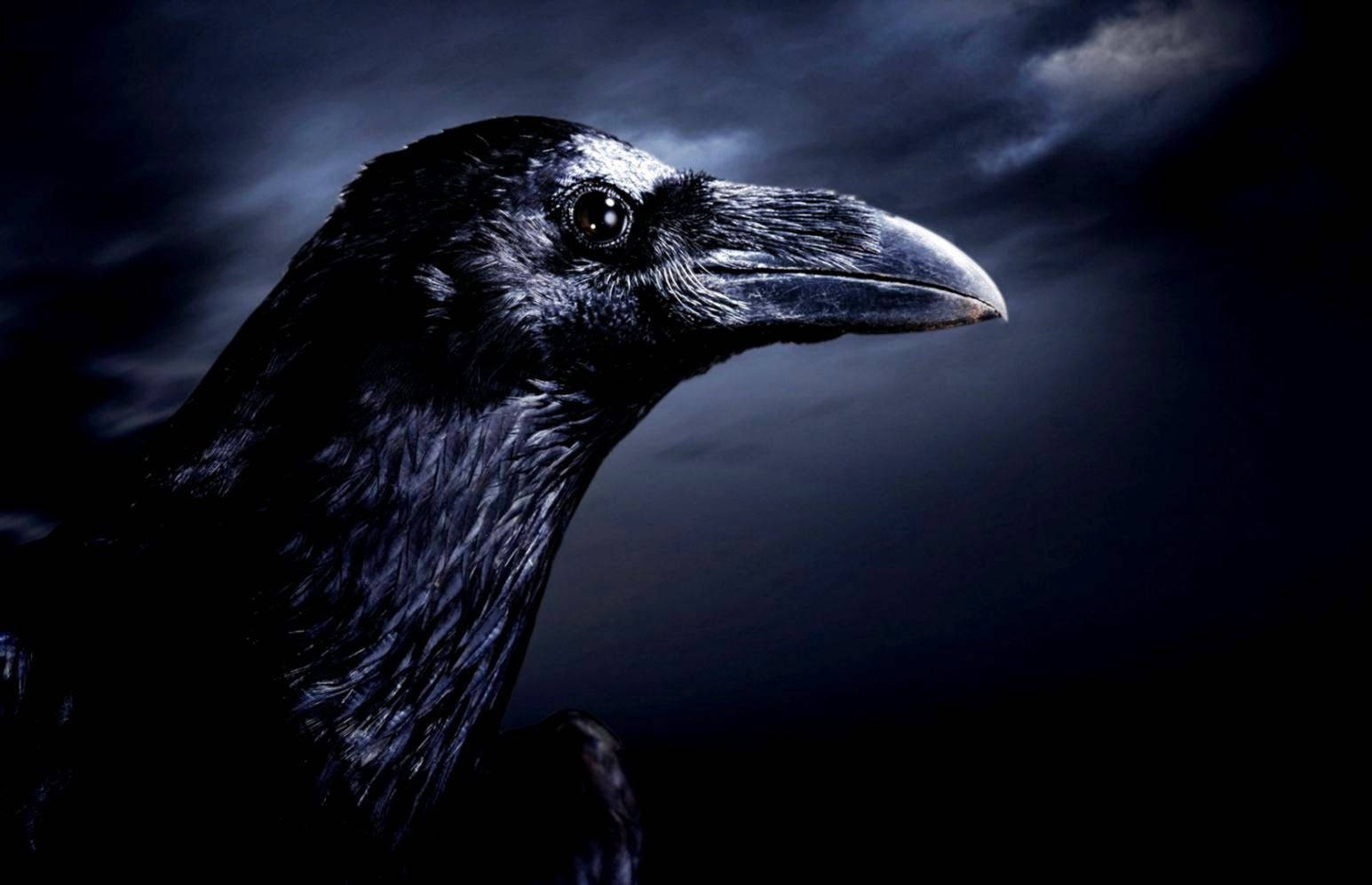 Raven In The Night Hd Wallpaper