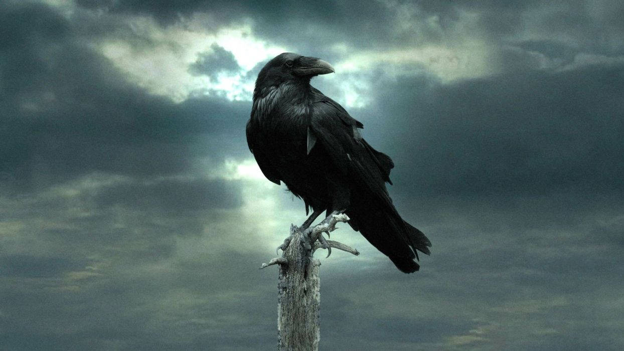 Raven On Wood Pole Wallpaper