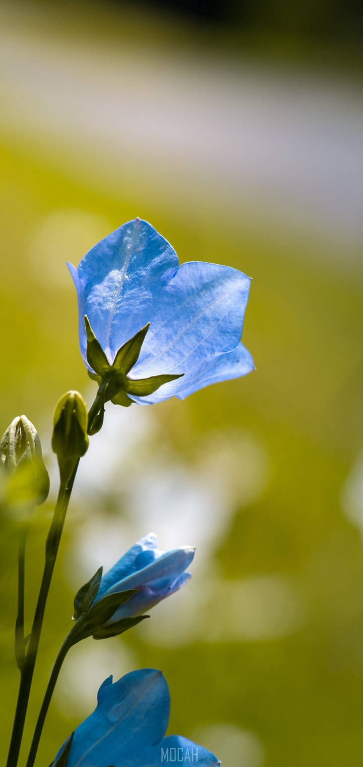 Realme 7 Pro Blue Flower Wallpaper