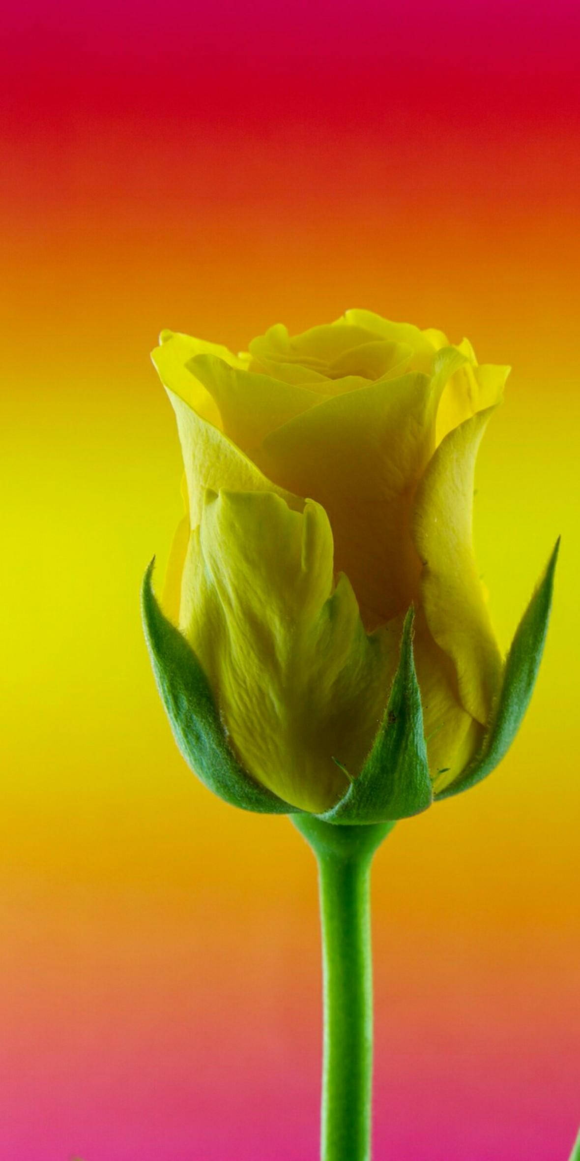 Realme 7 Yellow Rose Wallpaper