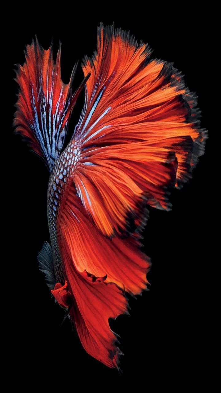 Red Betta Fish Original Iphone 7 Wallpaper