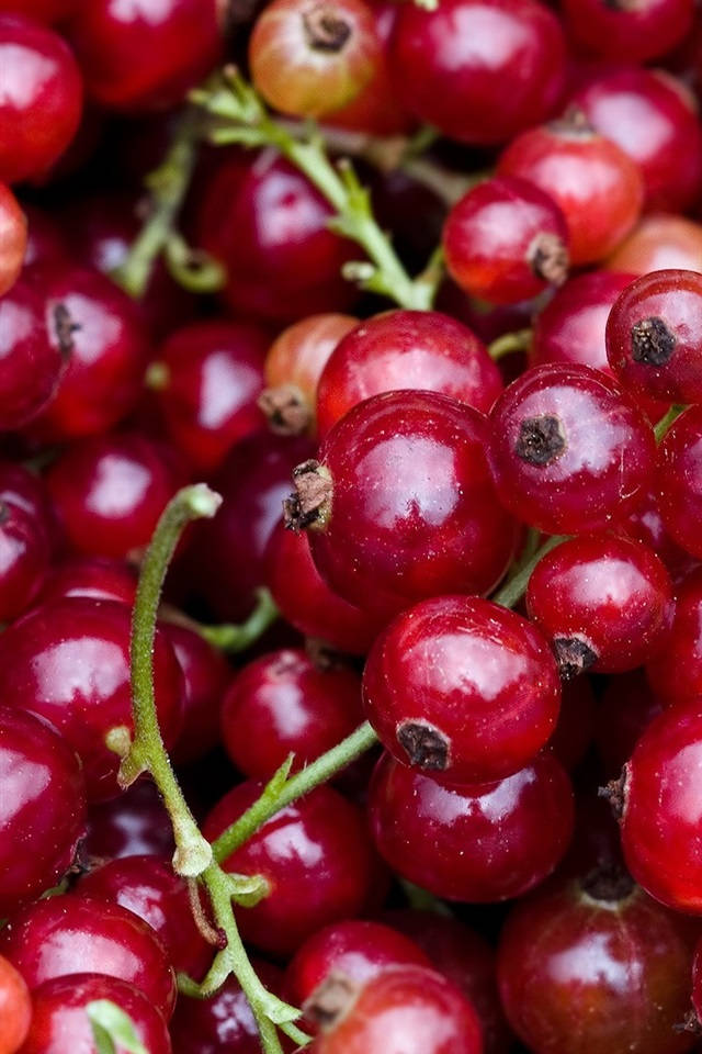 Red Currant Berries Close Up Shot Portrait Wallpaper