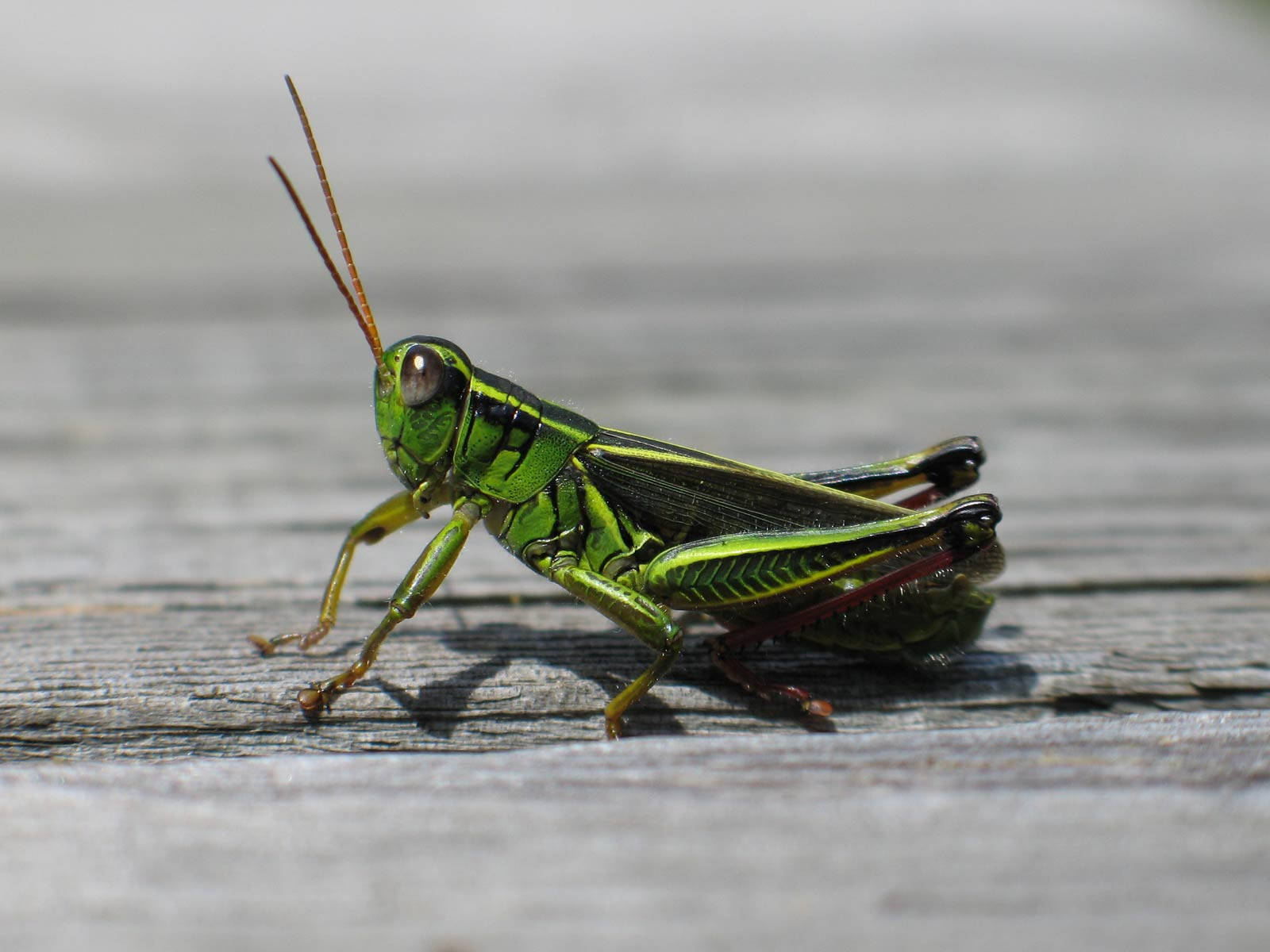 Red-legged Grasshopper Wallpaper