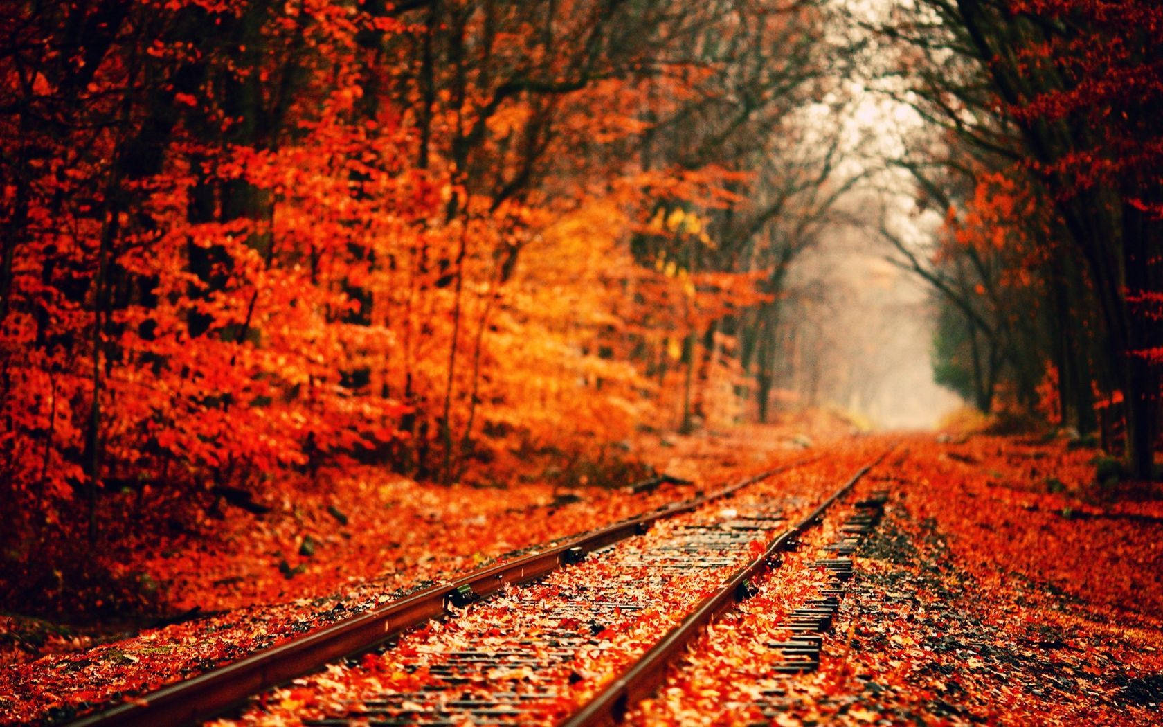 Red Orange Leaves Fall Scenic Wallpaper