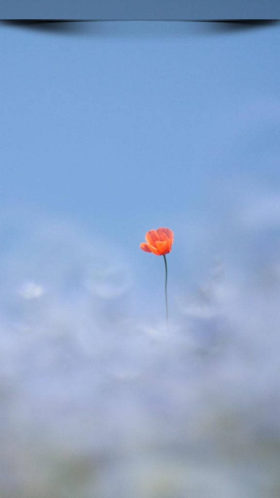 Red Poppy Full Hd Phone Wallpaper