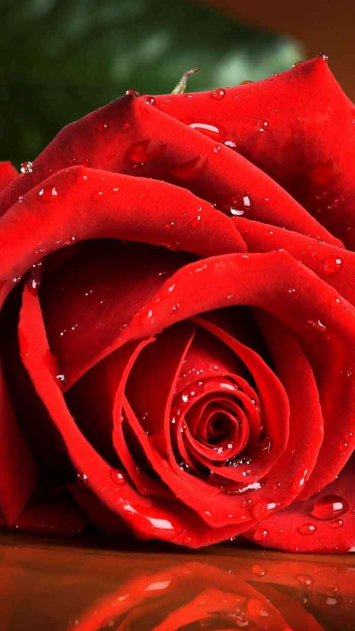 Red Rose Water Droplets H D Wallpaper