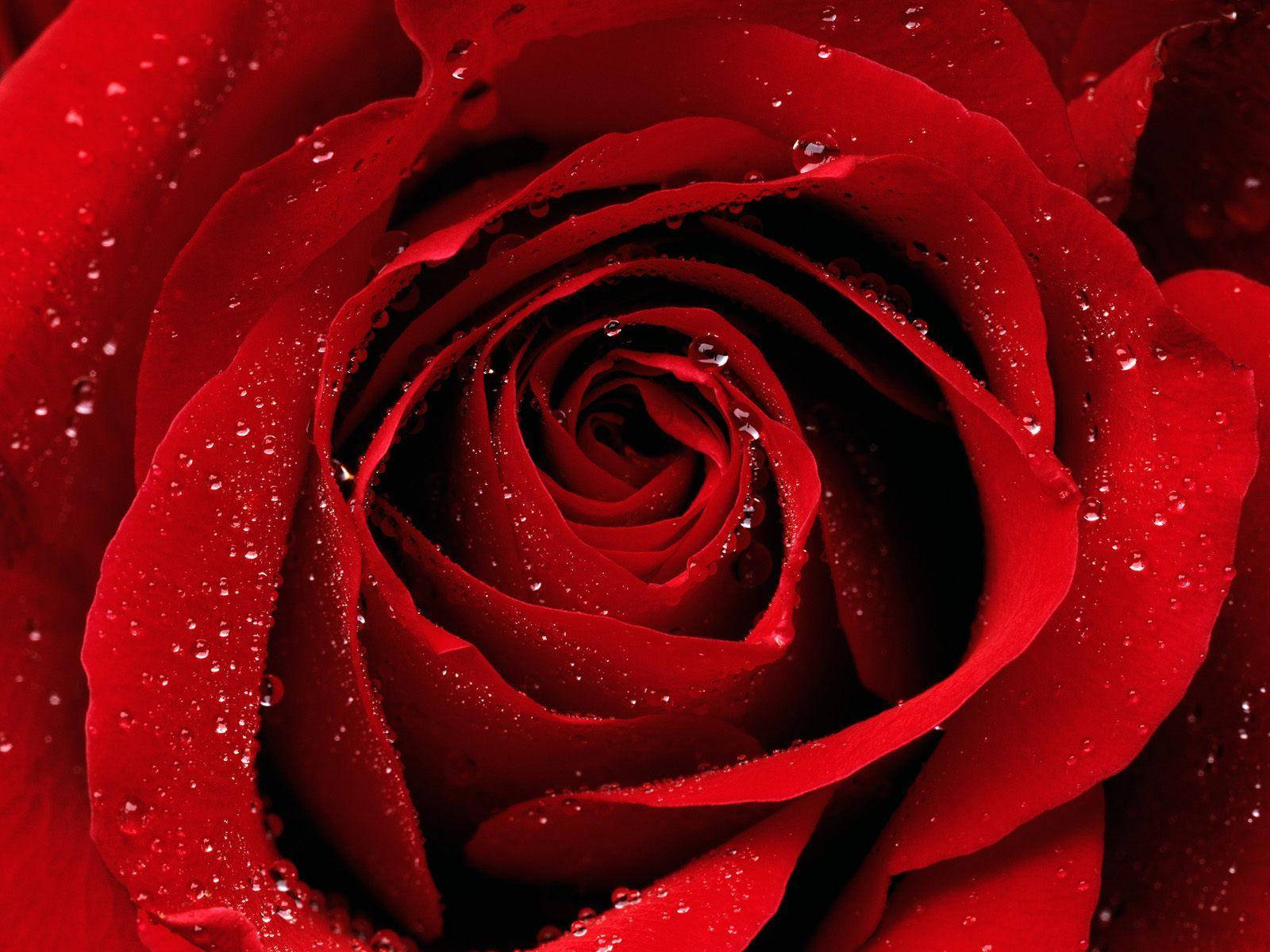 Red Roses Desktop Wallpaper