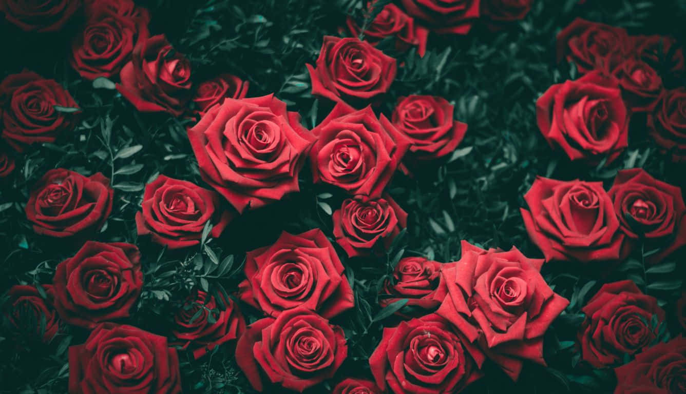 Red Roses Laptop Bush With Fully Bloomed Flowers Wallpaper