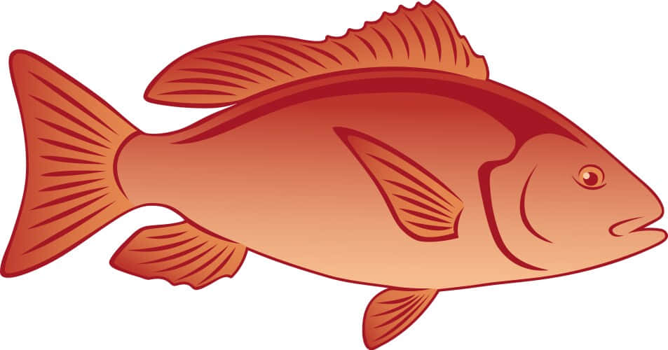 Red Snapper Illustration Wallpaper