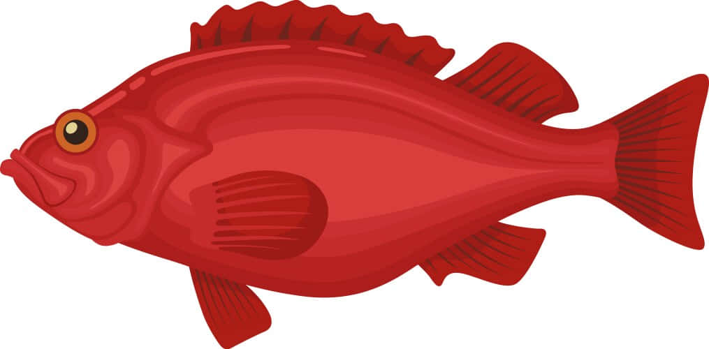 Red Snapper Illustration Wallpaper