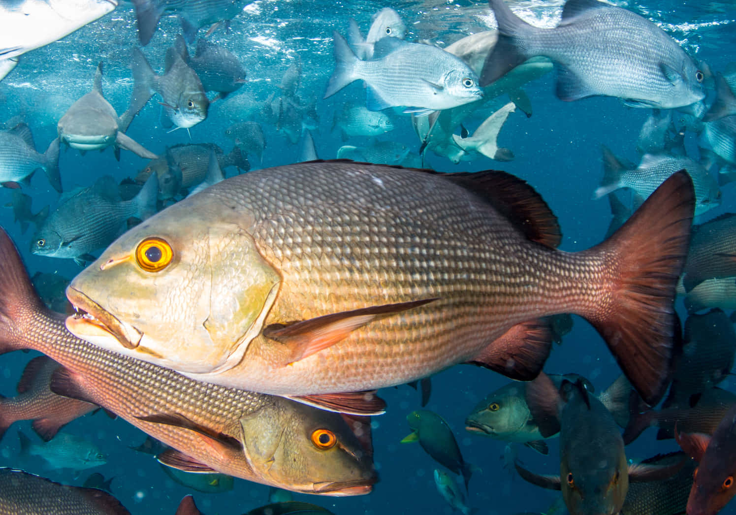 Red Snapper School Underwater.jpg Wallpaper