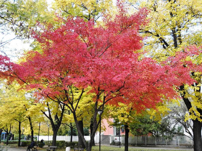 Red Tree Beautiful Autumn Desktop Wallpaper