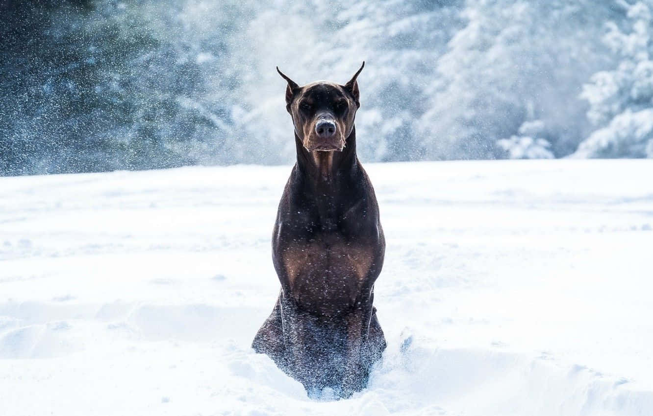 Regal Doberman Pinscher Looking Into The Camera Wallpaper