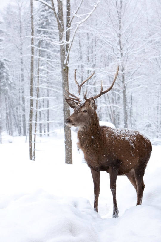 Reindeer In The Wild Wallpaper