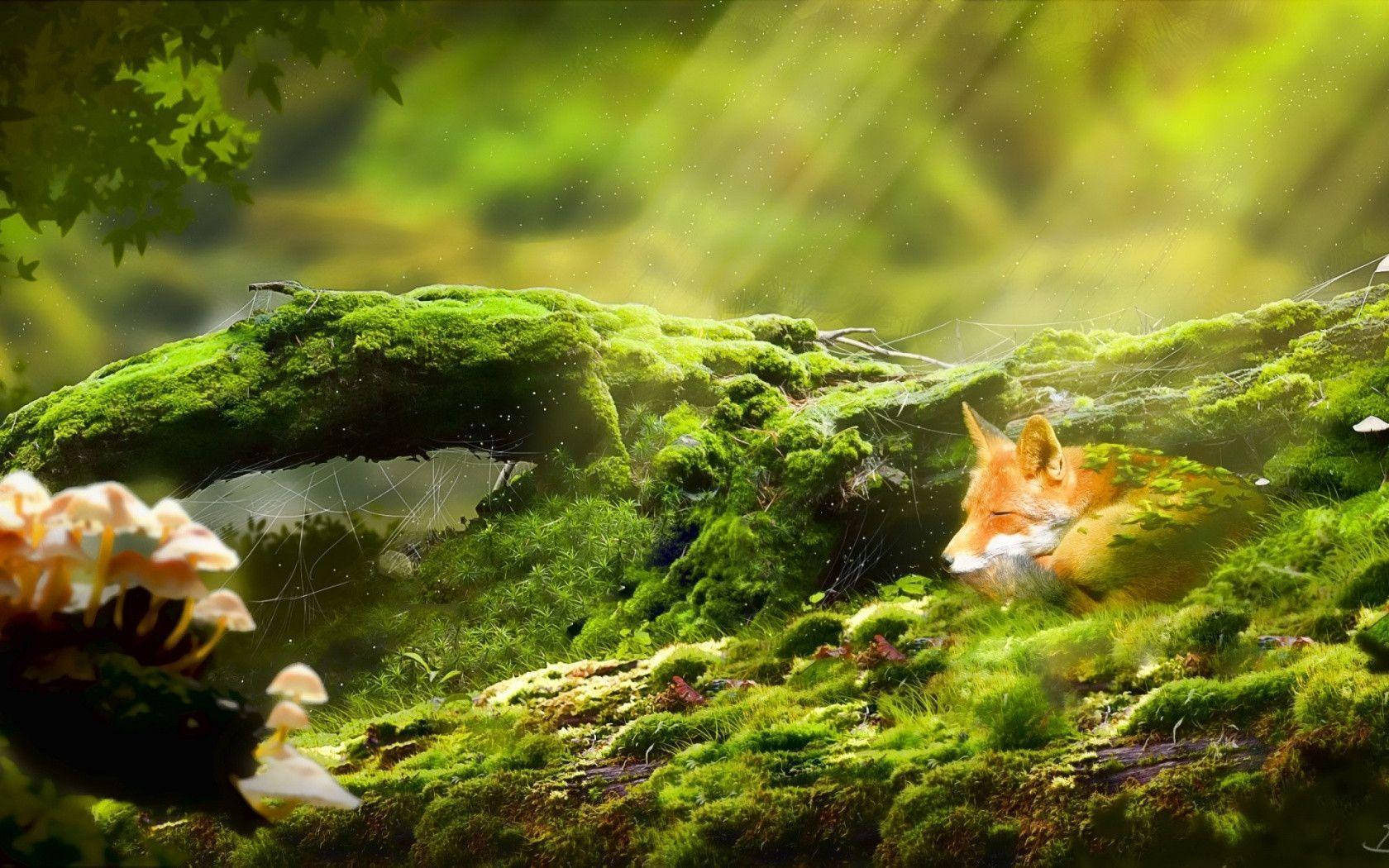 Relaxing Desktop Little Fox Wallpaper