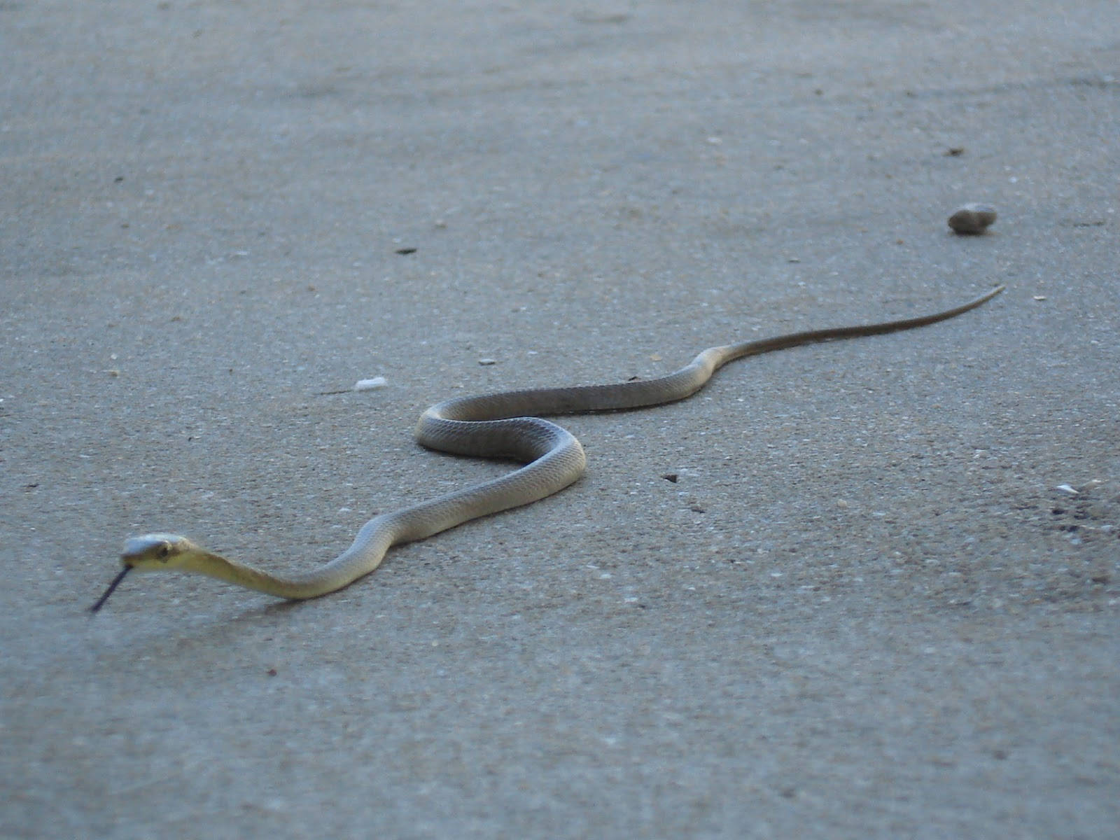 Reptile Taipan On Beach Sand Wallpaper