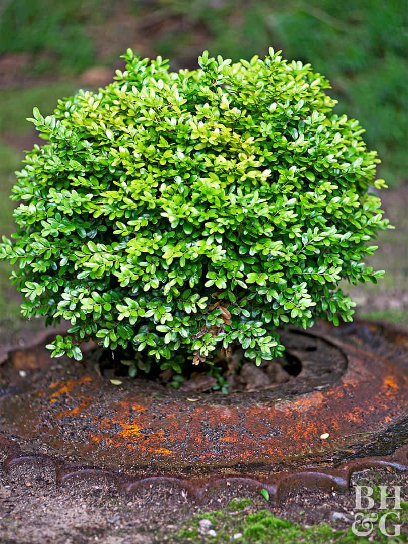 Repurposed Plant Box Cover Bush Wallpaper