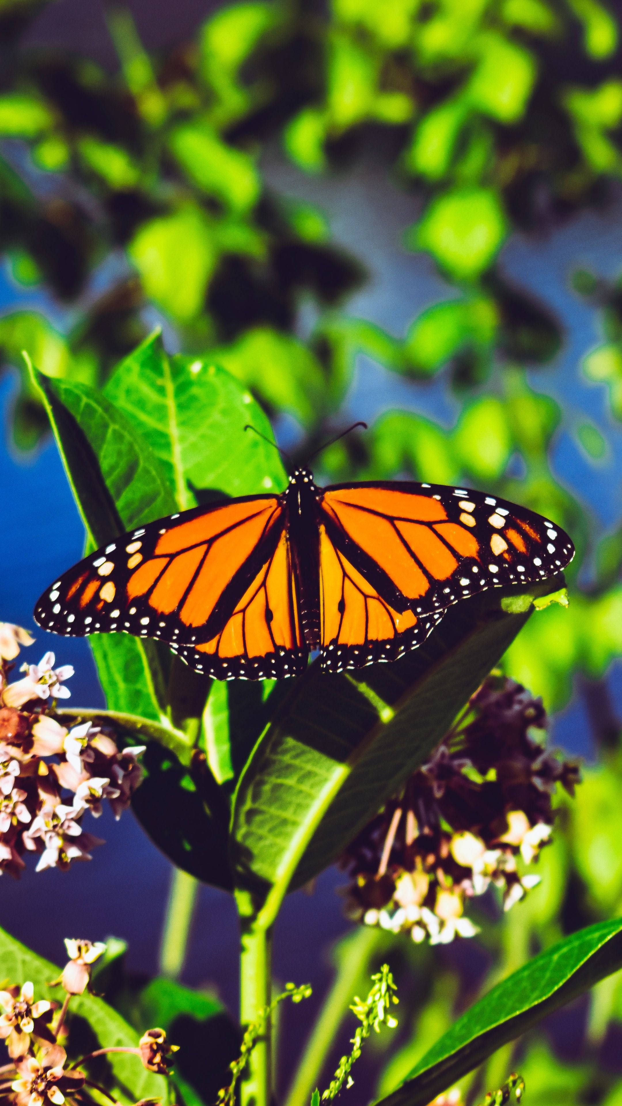 Resting Aesthetic Orange Butterfly Wallpaper