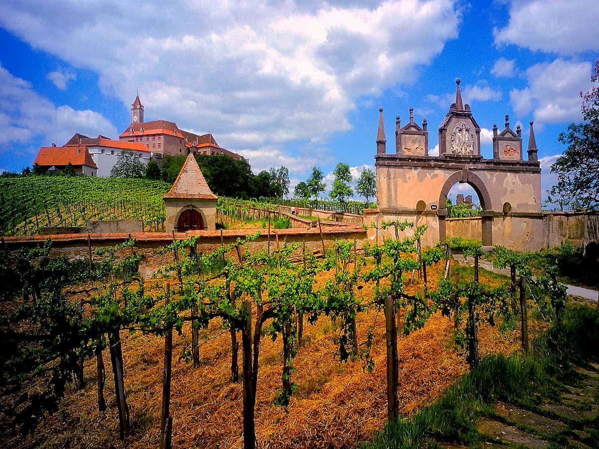 Riegersburg Castle Vineyard Wallpaper