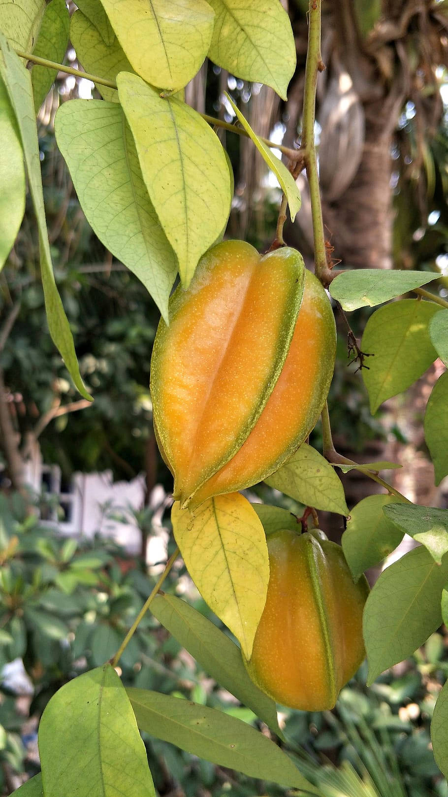 Ripe Carambola Hanging On Tree Wallpaper