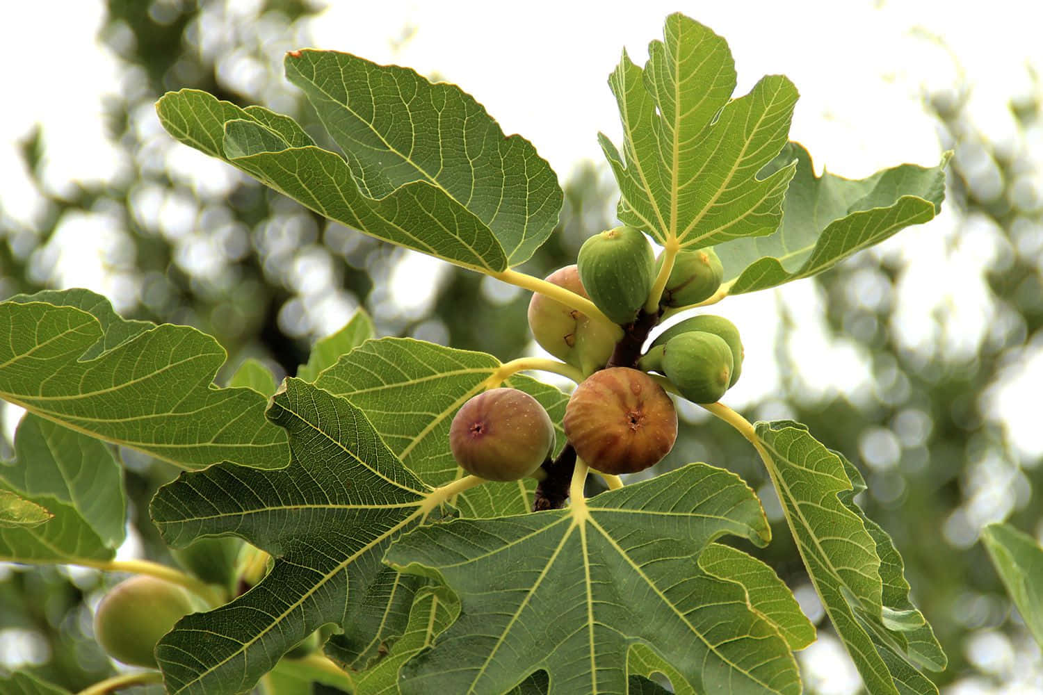 Ripe_ Figs_on_ Tree_ Branch.jpg Wallpaper